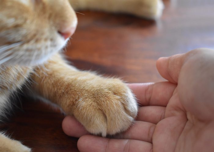 cat3